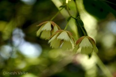 Elaeocarpus lanceolatus